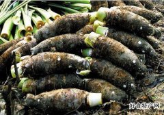 炭步檳榔香芋-廣州特產-蔬菜