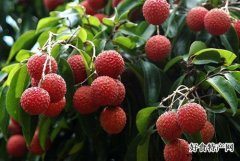 從化荔枝-廣州特產-水果
