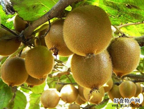 都江堰獼猴桃-成都特產-水果