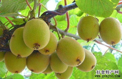 蒲江獼猴桃-成都特產-水果