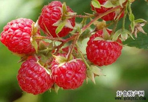 東陵紅樹莓-沈陽特產-水果