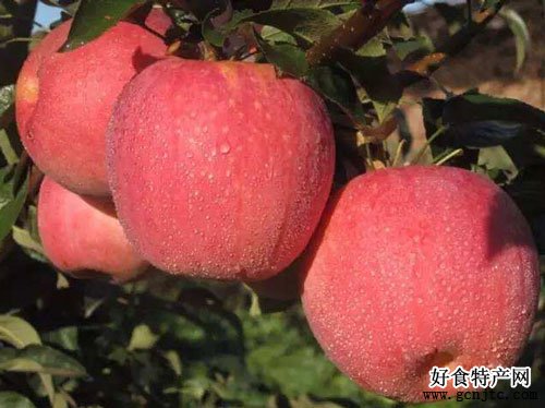 遼中寒富蘋果-沈陽特產-水果