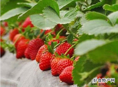 長豐草莓-合肥特產-水果