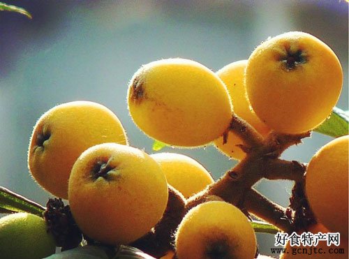 塘棲枇杷-杭州特產-水果