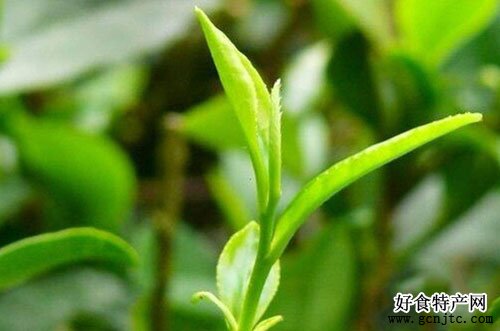 建德苞茶-杭州特產-茶類