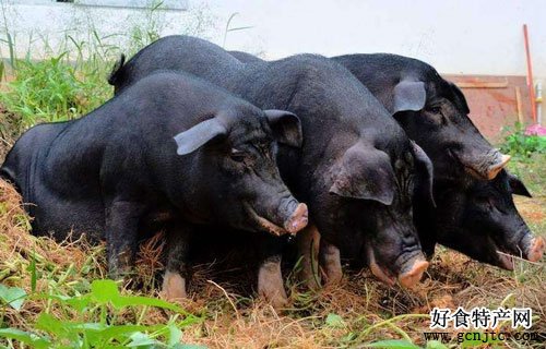羅代黑豬-長沙特產-家禽