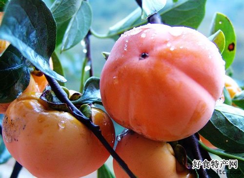 滎陽柿子-鄭州特產-水果
