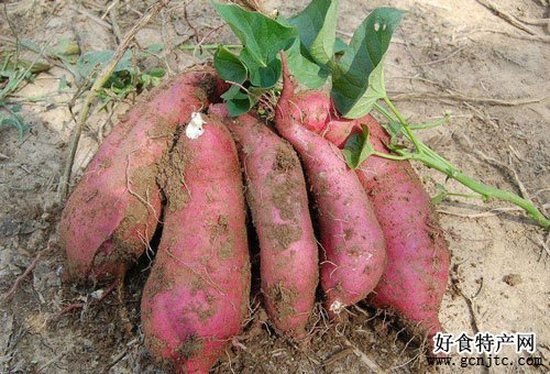 花園口紅薯-鄭州特產-糧食