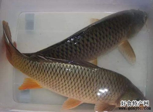 鄭州黃河鯉魚-鄭州特產-水產