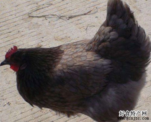 安義瓦灰雞-南昌特產-家禽