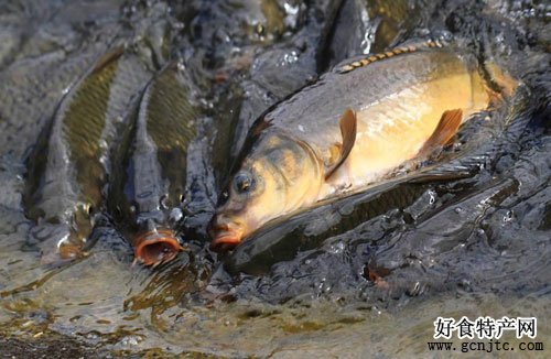大黃堡鯉魚-武清特產-水產