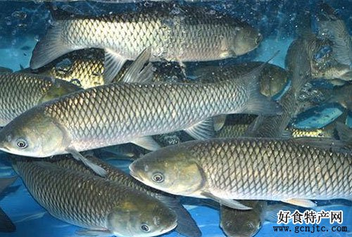 大黃堡草魚-武清特產-水產