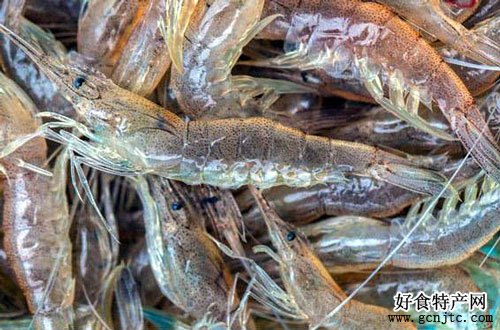 大黃堡蝦-武清特產-水產