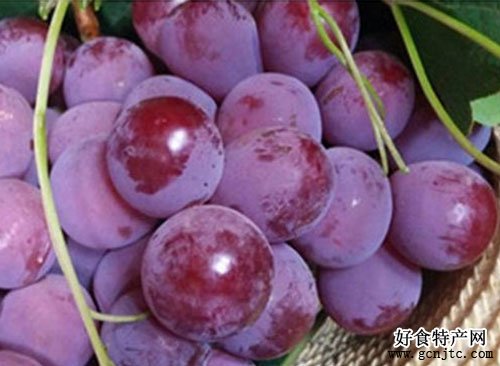 清徐葡萄-太原特產-水果