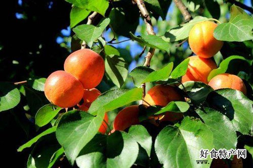 清徐沙金紅杏-太原特產-水果