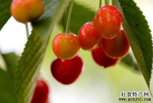 藍田櫻桃-西安特產-水果