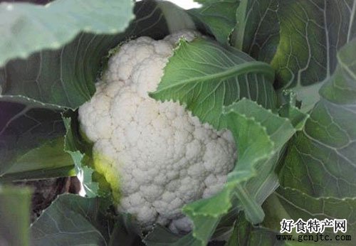 榆中菜花-蘭州特產-蔬菜