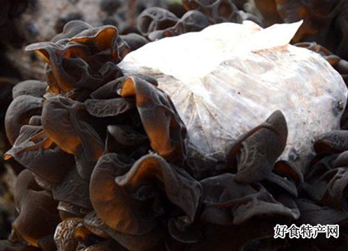 尚志黑木耳-哈爾濱特產-菌菇
