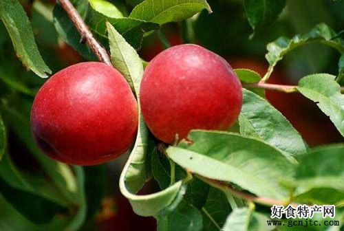 四井崗油桃-襄陽特產-水果