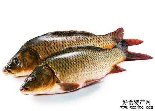 孟津黃河鯉魚-洛陽特產-水產