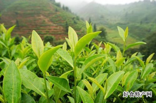 資溪白茶-撫州特產-茶類