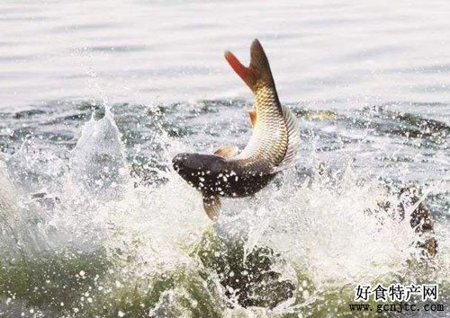 南海黃河鯉魚-包頭特產-水產