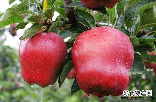 花牛蘋果-天水特產-水果