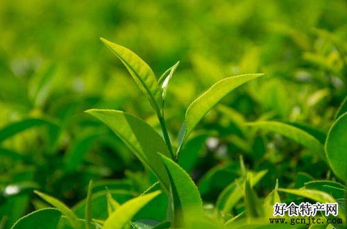馬邊綠茶-樂山特產-茶類