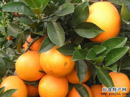 柳橙-水果
