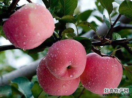 石洞彩蘋果-石家莊特產-水果
