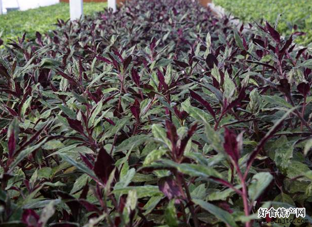 紫背天葵蔬菜藥材營養價值高