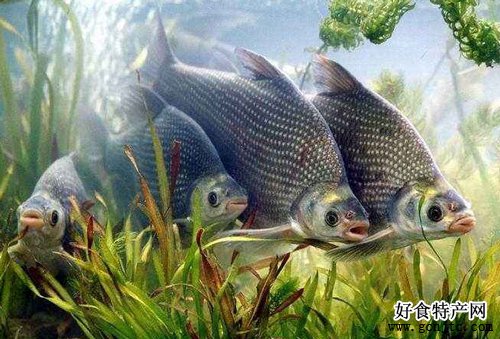 武昌魚-湖北省武漢特產武昌魚